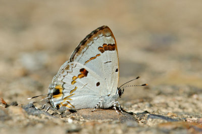 Hypolycaena otona otona (The Orchid Tit)