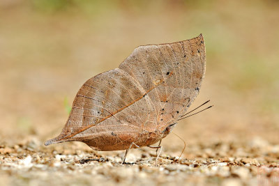 Kallima inachus siamensis (The Orange Oakleaf)