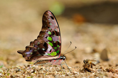 Graphium agamemnon agamemnon (The Tailed Jay)