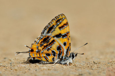 Catapaecilma subochrea (The Yellow Tinsel)