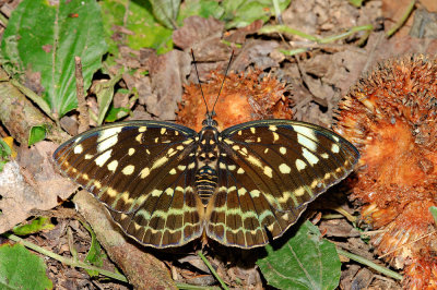 Lexias dirtea bontouxi (The Black-tip Archduke)