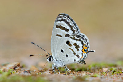 Tongeia potanini potanini (The Dark Cupid)