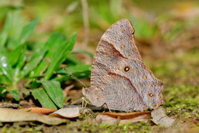 Melanitis leda leda (The Common Evening Brown)