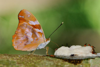 Herona marathus marathus (The Yellow Pasha)