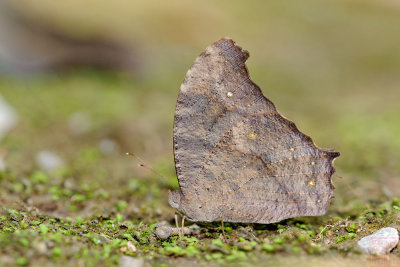 Melanitis leda leda (The Common Evening Brown)