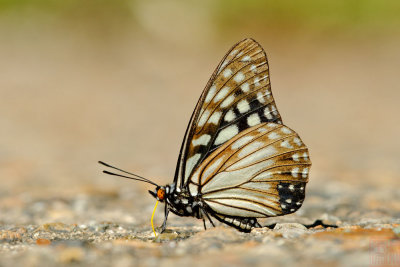 Hestina persimilis persimilis (The Siren)