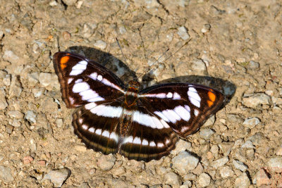 Athyma nefte asita (The Color Sergeant)