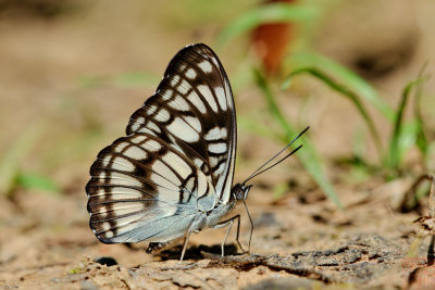 Athyma ranga obsolescens (The Black-veined Sergeant)