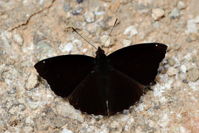Rohana parisatis siamensis (The Siamese Black Prince)
