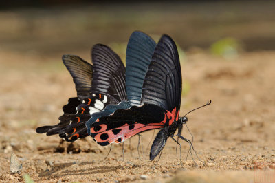 Papilio alcmenor alcmenor (The Redbreast) f.leucocelis