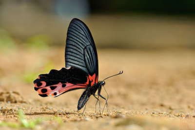 Papilio alcmenor alcmenor (The Redbreast) f.leucocelis