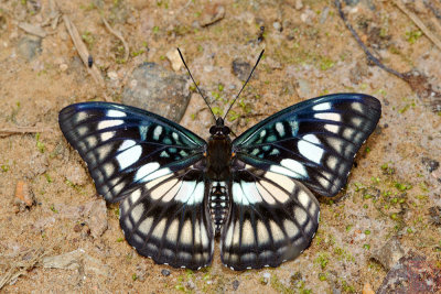 Athyma ranga obsolescens (The Black-veined Sergeant)