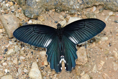 Papilio alcmenor alcmenor (The Redbreast) f.leucocelis