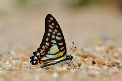 Graphium bathycles bathycloides (The Dark Veined Jay)