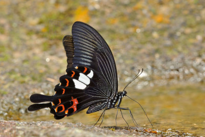 Papilio helenus helenus (The Red Helen)