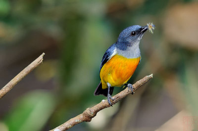 Dicaeum trigonostigma (Orange-bellied Flowerpecker)