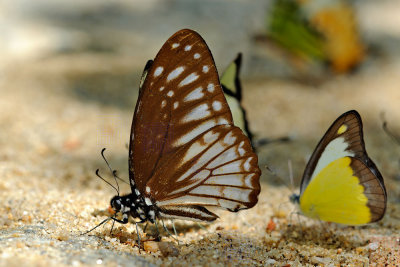 Graphium ramaceus pendleburyi (Pendlebury's Zebra)