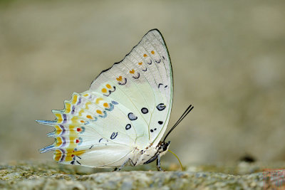 Polyura delphis concha (Jeweled Nawab)