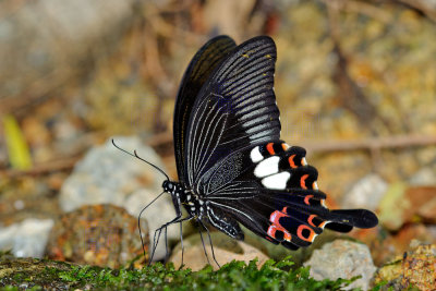 Papilio helenus helenus (The Red Helen)