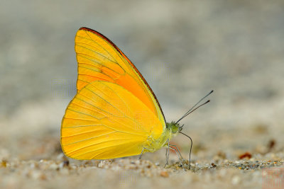 Appias nero figulna (Orange Albatross)