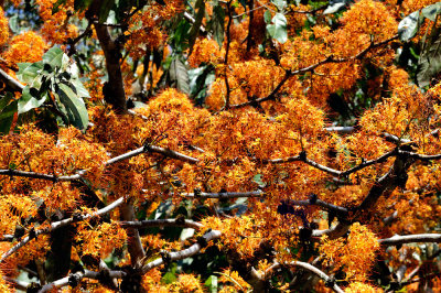 Saraca thaipingensis