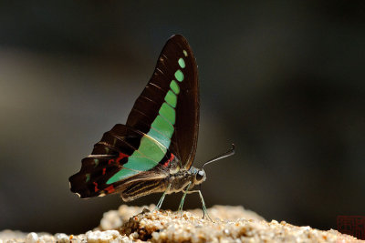 Graphium sarpedon luctatius(Common Bluebottle)