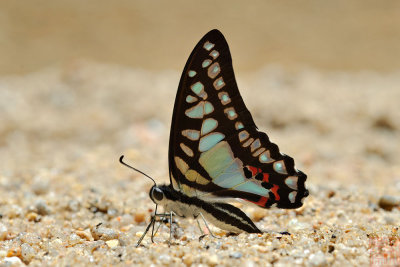 Graphium evemon eventus (Blue Jay)