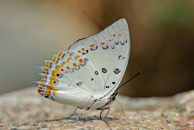 Polyura delphis concha (Jeweled Nawab)