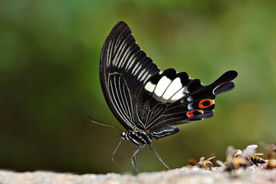 Papilio iswara iswara (The Great Helen)