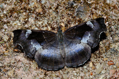 Laringa horsfieldi glaucescens (The Banded Dandy)