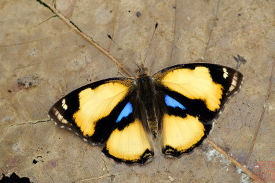 Junonia hierta hierta (Yellow Pansy)