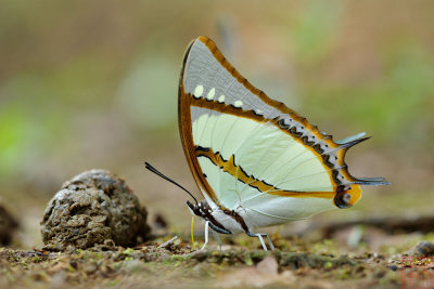 Polyura dolon grandis (The Stately Nawab)