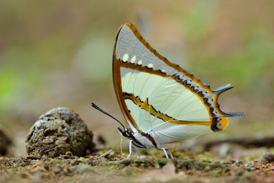 Polyura dolon grandis (The Stately Nawab)