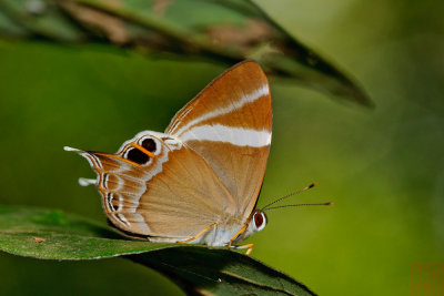 Abisara neophron chelina (The Tailed Judy)