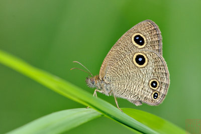 Ypthima watsoni watsoni (The Watson's Looped Threering)