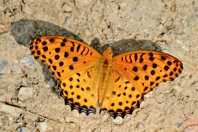 Argyreus hyperbius hyperbius (Indian Fritillary)