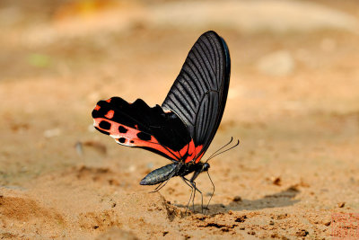 Papilio alcmenor alcmenor (The Redbreast)