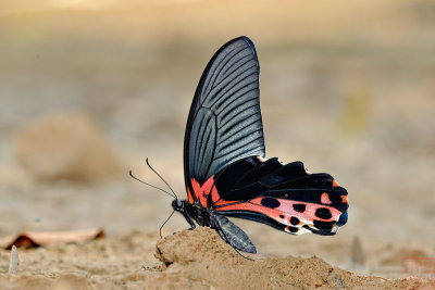 Papilio alcmenor alcmenor (The Redbreast)