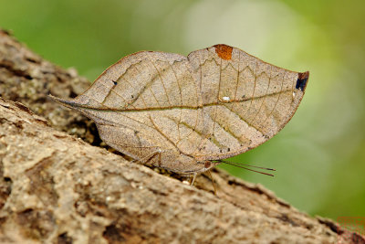 Kallima inachus siamensis (Indian Leaf Butterfly)