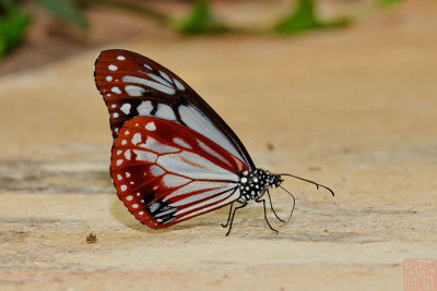 Parantica sita, ssp., (Chestnut Tiger)