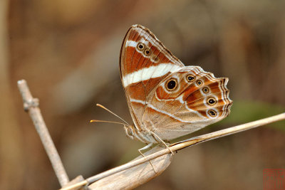 Lethe confusa confusa (The Banded Treebrown)