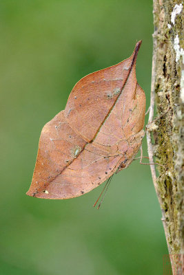 Kallima inachus siamensis (Indian Leaf Butterfly)