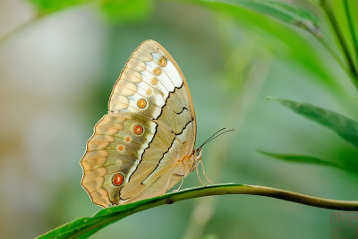 Stichophtalma louisa mathilda (The Oriental Junglequeen)