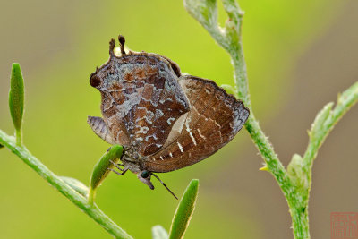 Mahathala ameria ameria (Falcate Oakblue)