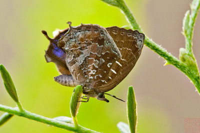 Mahathala ameria ameria (Falcate Oakblue)