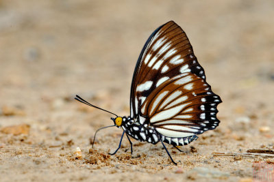 Euripus nyctelius nyctelius (The Courtesan)