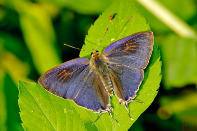 Hypolycaena erylus (Common Tit)