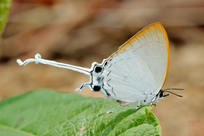 Cheritra freja evansi (The Common Imperial)