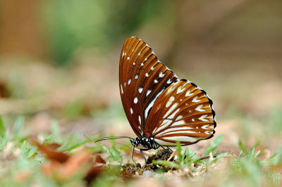 Penthema darlisa melema (The Blue Kaiser)