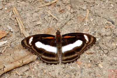 Athyma zeroca galaesus (The Small Sergeant)